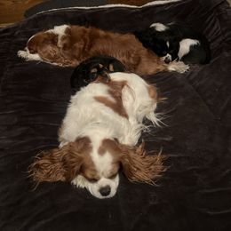 Olive - Cavalier King Charles Spaniel