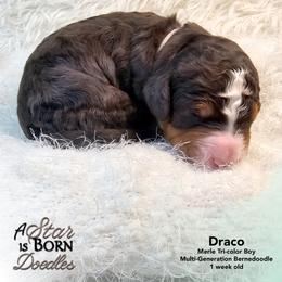 Draco - Gray Collar - Blue merle male Bernedoodle puppy in Jackson, Michigan from A Star is Born Doodles