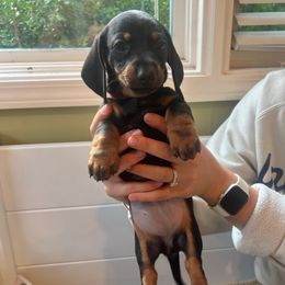Rhea - Black and tan female Dachshund puppy in Fort Wayne, Indiana from Hot Dog Haven