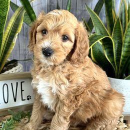 Monteray - Caramel red Labradoodle puppy in Chelan, Washington from North Cascades Doodles