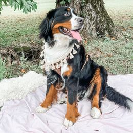 Valley - Bernese Mountain Dog