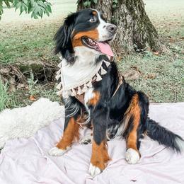 Valley - Bernese Mountain Dog