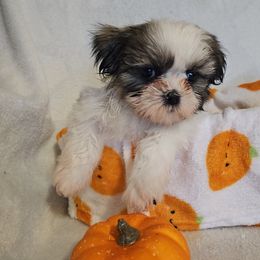 Boy 1 - Tricolor male Shih Tzu puppy in Vernon, Texas from Jennifer's Shih Tzus