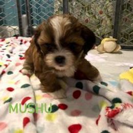 Shih Tzu Puppies from Magnolia Small Breeds