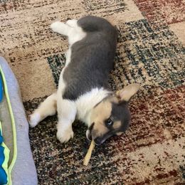 American Corgis and Pomeranians from Circle R Kennels