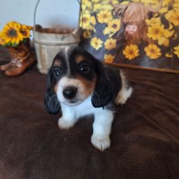 Lilian - Piebald female Dachshund puppy in Surprise, Arizona from Codie's Dachshunds