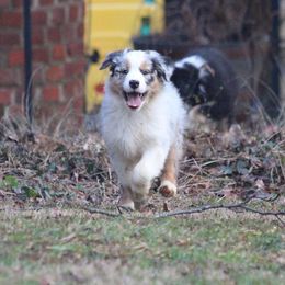 Australian Shepherd Puppies from RxAussies