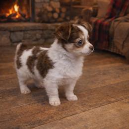 Bourbon - Chocolate and white male Chihuahua puppy in Drumright, Oklahoma from Fancy Pants Chihuahua’s
