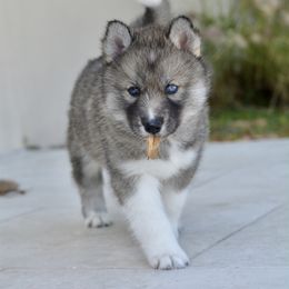 Siberian Husky Puppies from SoFlo Siberians