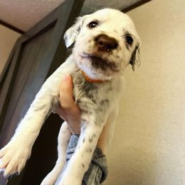 Dalmatian Puppies from A’s Spots & Dots Dalmatians