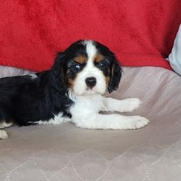 Cavalier King Charles Spaniels from Cavalier Cafe