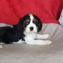 Cavalier King Charles Spaniels from Cavalier Cafe