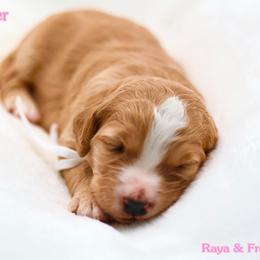 November - Brown and white female Bernedoodle puppy in Diamond Bar, California from Furrytaildoodles