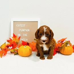 Monday - Red  female Goldendoodle puppy in Kissimmee, Florida from Poodle Doodle Kennels