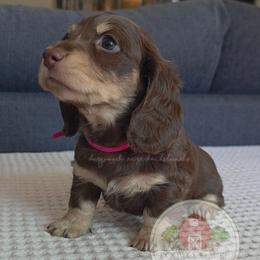 Chocolate and Cream 1600 - Chocolate and cream female Dachshund puppy in Texarkana, Arkansas from Dogwood Acre Dachshunds