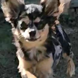 Jenn - Chihuahua