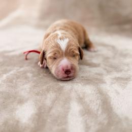 Bronco - Apricot male Goldendoodle puppy in Garden Grove, California from Sunkissed Doodles