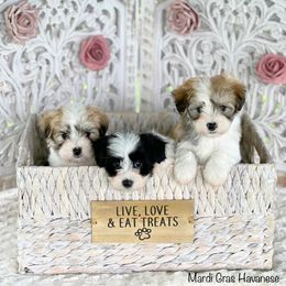 Havanese and Pug Puppies from Casa Blanca Pugs & Mardi Gras Havanese