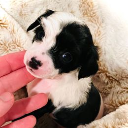 Clover - Black and white Chinese Crested puppy in Dublin, California from Show Style Chinese Cresteds
