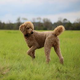 Simba - Poodle