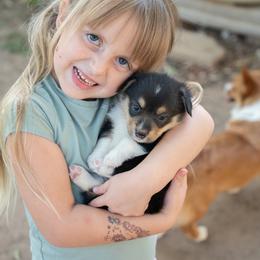 RHYSAND - GREEN - Black and tan male Pembroke Welsh Corgi puppy in Keene, Texas from Texas Fluff Butts and Friends