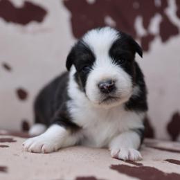 SALEM - Black tri-color male Australian Shepherd puppy in Star City, Arkansas from Blush & Lace Aussie Co.