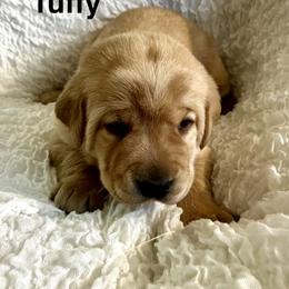 Tuffy - Yellow male Labrador Retriever puppy in Princess Anne, Maryland from Little Farm