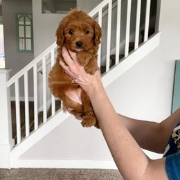 Cavapoo Puppies from Wonderful World Doodles