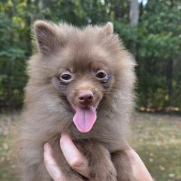 Boxer and Pomeranian Puppies from Earnest's Southern kennels