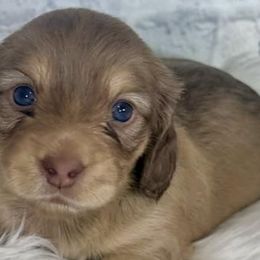 Dachshunds from K&B Doxies