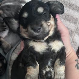 Boy 4 - male Dachshund puppy in Las Vegas, Nevada from WienerDoxieQuad
