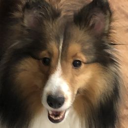 Lucy - Shetland Sheepdog