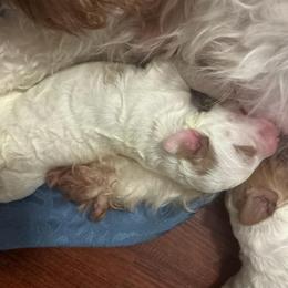 Girl 1 - Parti female Goldendoodle puppy in Bradenton, Florida from Christianna’s Mini Goldendoodles
