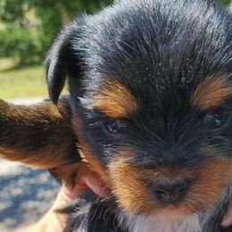 Yorkshire Terriers from All 4 Pets