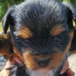 Yorkshire Terriers from All 4 Pets