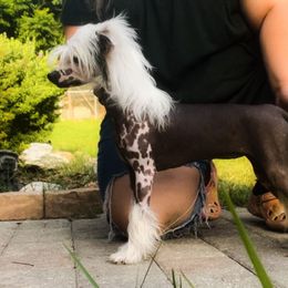 Lizzo - Chinese Crested