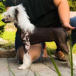 Lizzo - Chinese Crested