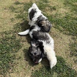 Havanese and Havapoo Puppies from Happytailspuppies