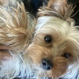 Gaia - Yorkshire Terrier