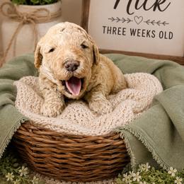 Nick - Apricot male Goldendoodle puppy in North Branch, Michigan from Graceful Miniature Goldendoodles