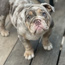 Bulldog Puppies from Bougie Bullies & Birds LLC