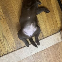 Labrador Retriever Puppies from Rose Gold Retrievers