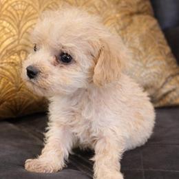 Prince Ivory - Cream male Poodle puppy in Chattanooga, Tennessee from Joy-Fur Puppies