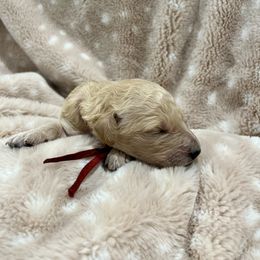 Goldendoodle Puppies from Sugar Doodles