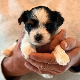 Rosey - Black tan and white female Biewer Terrier puppy in Dakota Dunes, South Dakota from Dunes Pups