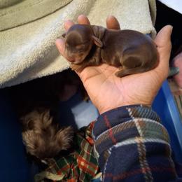 Precious - Chocolate and tan female Dachshund puppy in Wichita, Kansas from Lauren's Dachshunds