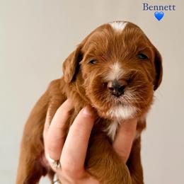 Bennet - Red male Australian Labradoodle puppy in Summerfield, North Carolina from Four Oaks Labradoodles