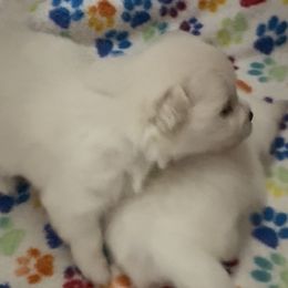 Girl 2 - White female Pomeranian puppy in Silver Springs, New York from Humehill