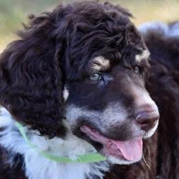 Bernedoodles, Goldendoodles, Poodles, and Sheepadoodles from Kerr Kanine Ranch