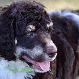 Bernedoodles, Goldendoodles, Poodles, and Sheepadoodles from Kerr Kanine Ranch